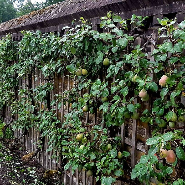 Fruitmuur 4